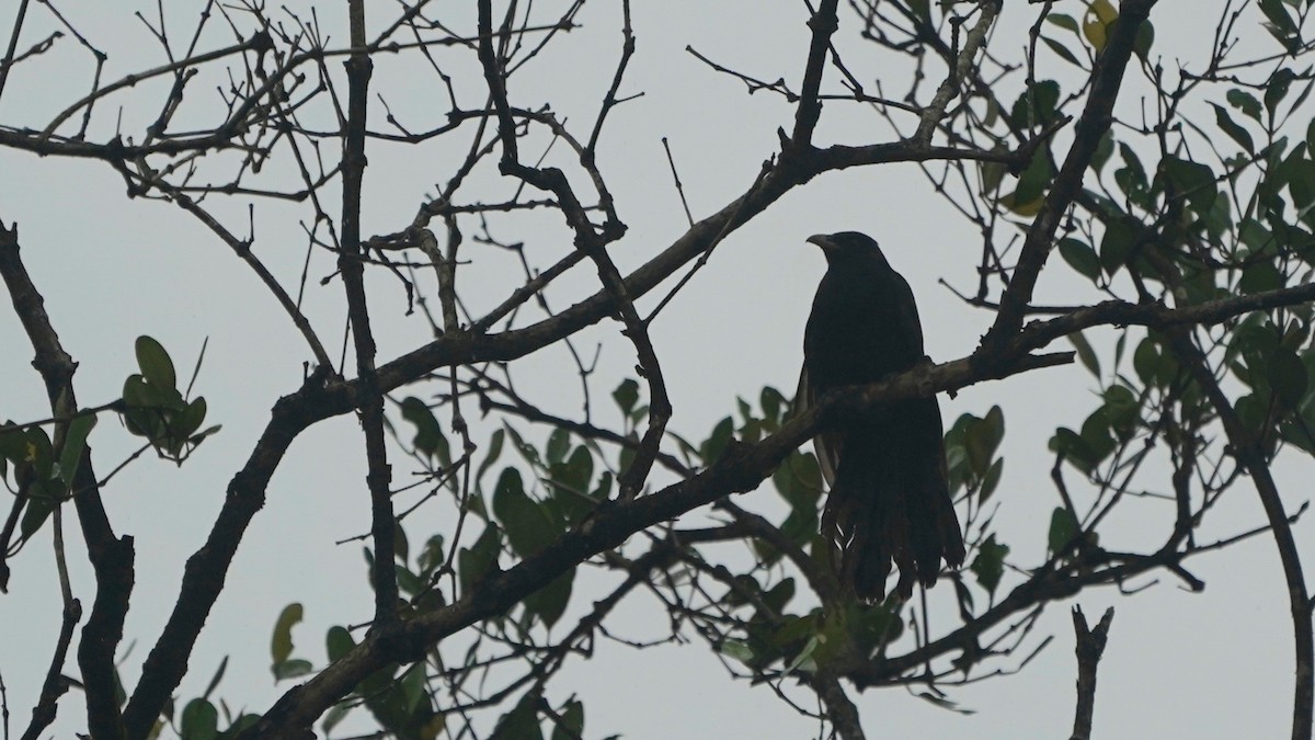 Greater Coucal (Southern) - ML642869604