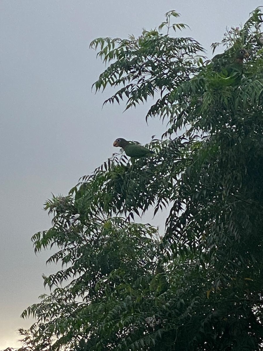 Yellow-billed Amazon - ML642869607