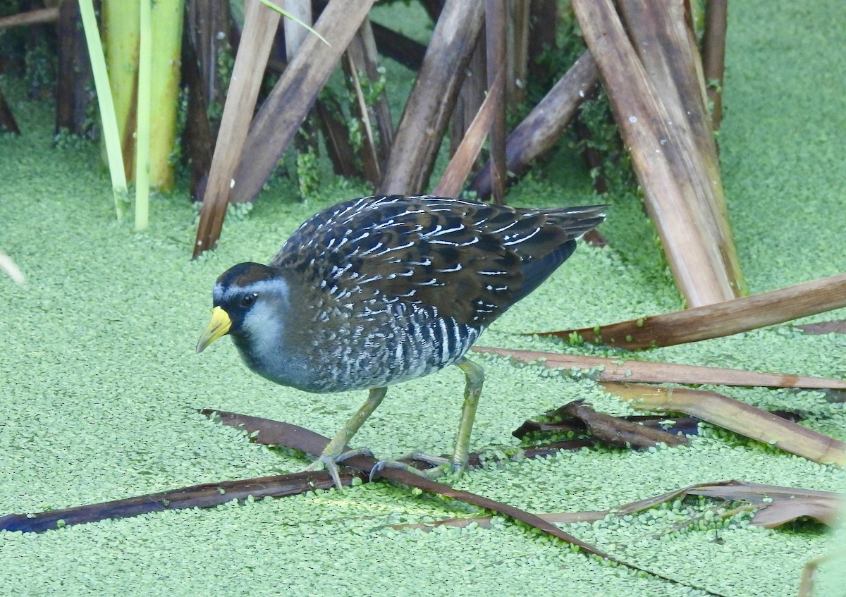 Sora - ML642869608