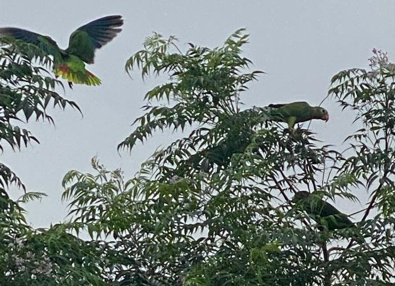 Yellow-billed Amazon - ML642869609