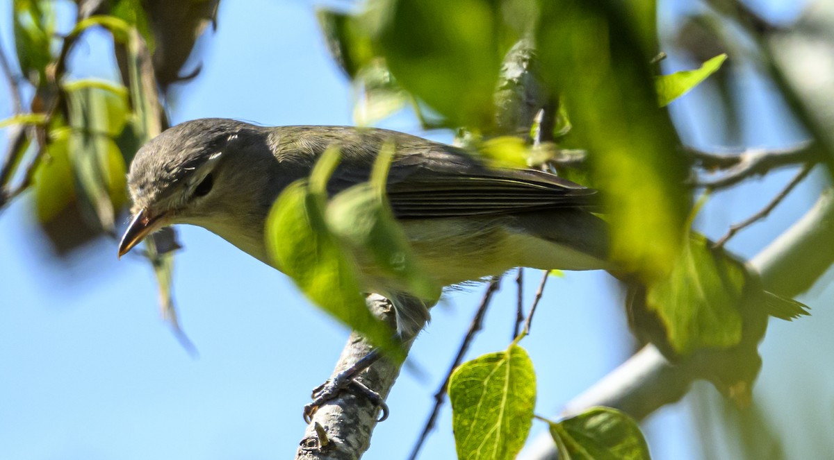 Philadelphia Vireo - ML642869613