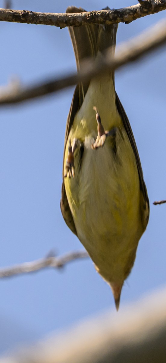Philadelphia Vireo - ML642869614