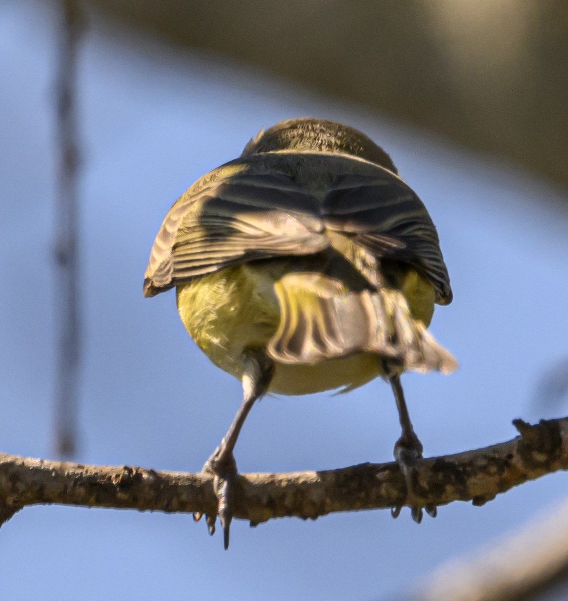 Philadelphia Vireo - ML642869615
