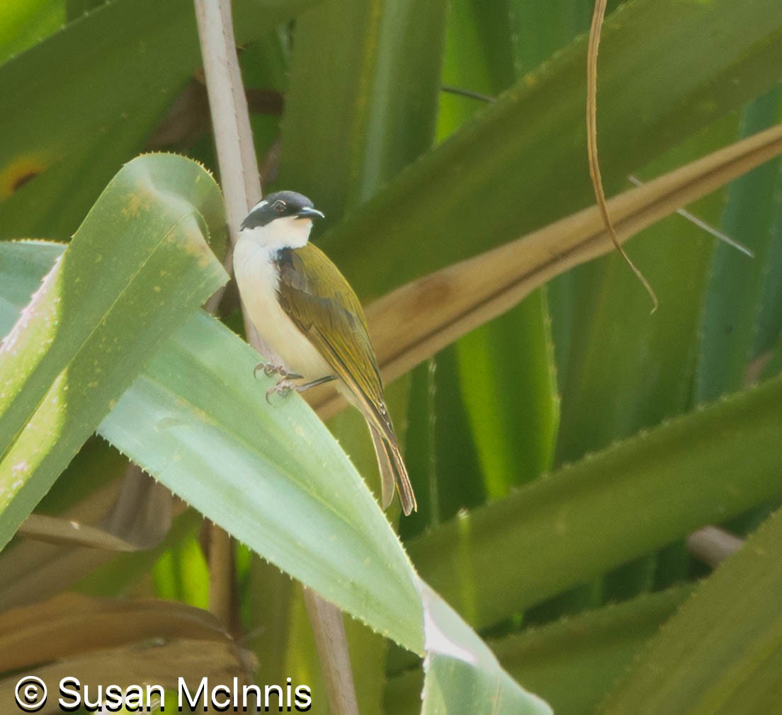 White-throated Honeyeater - ML642869622