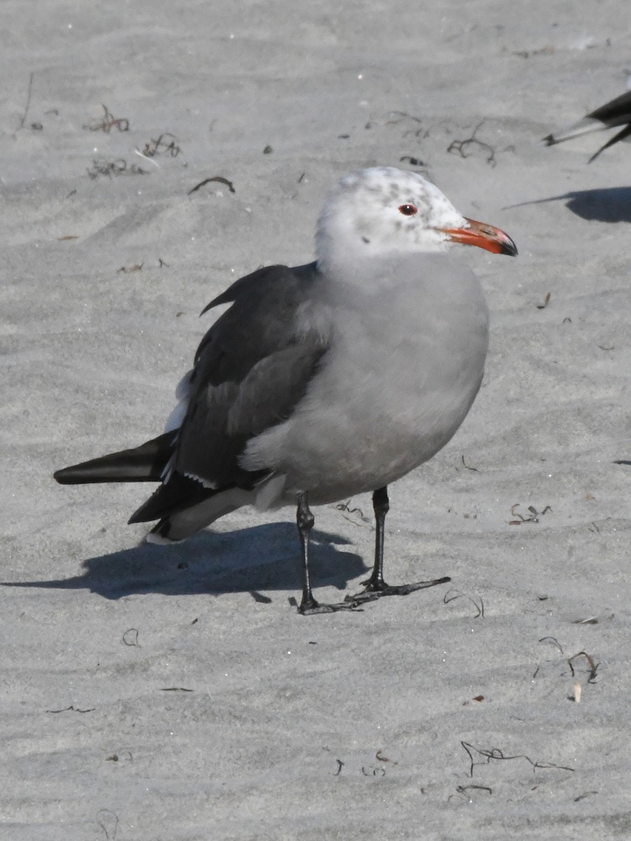 Heermann's Gull - ML642869632