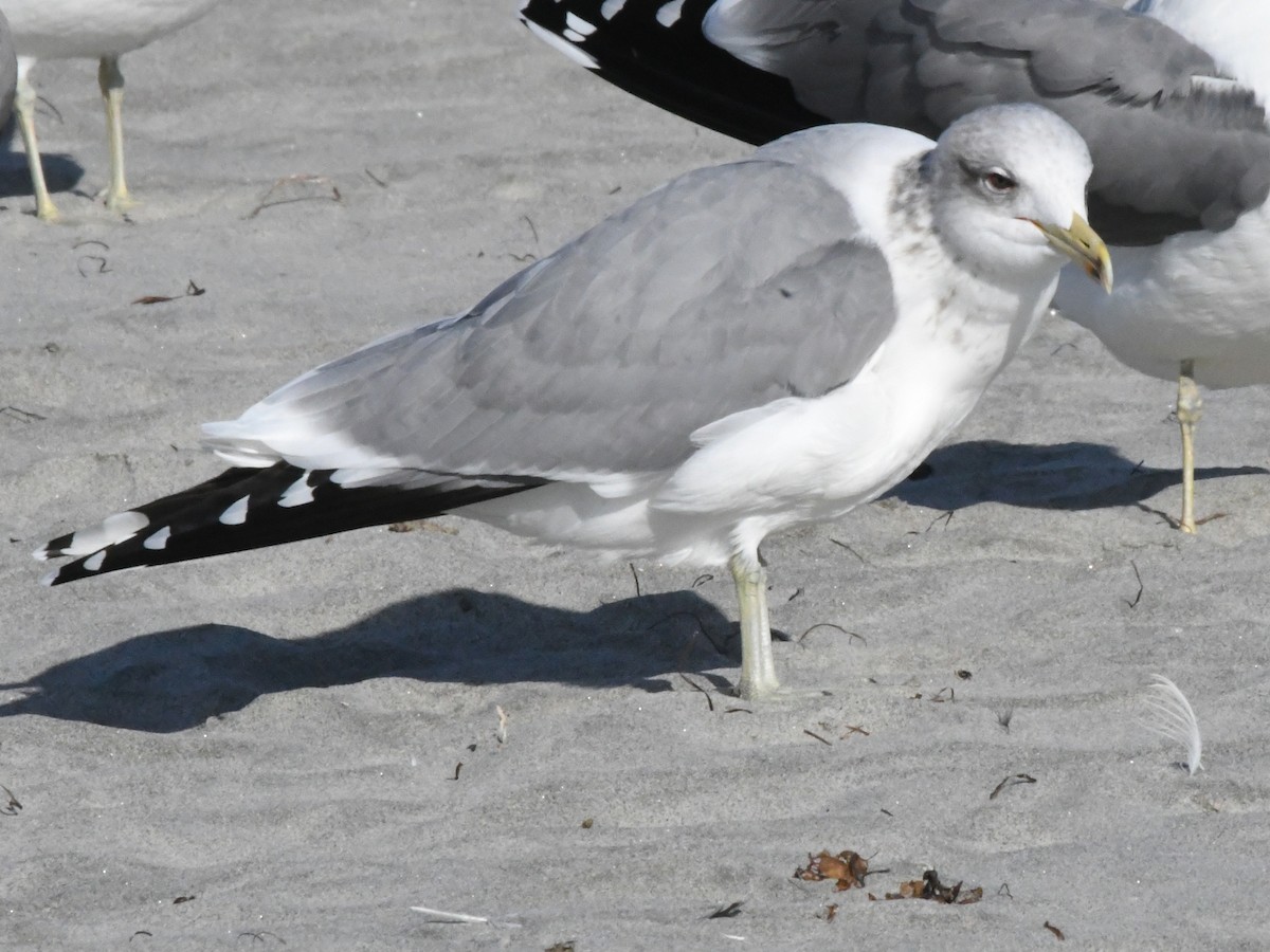California Gull - ML642869633