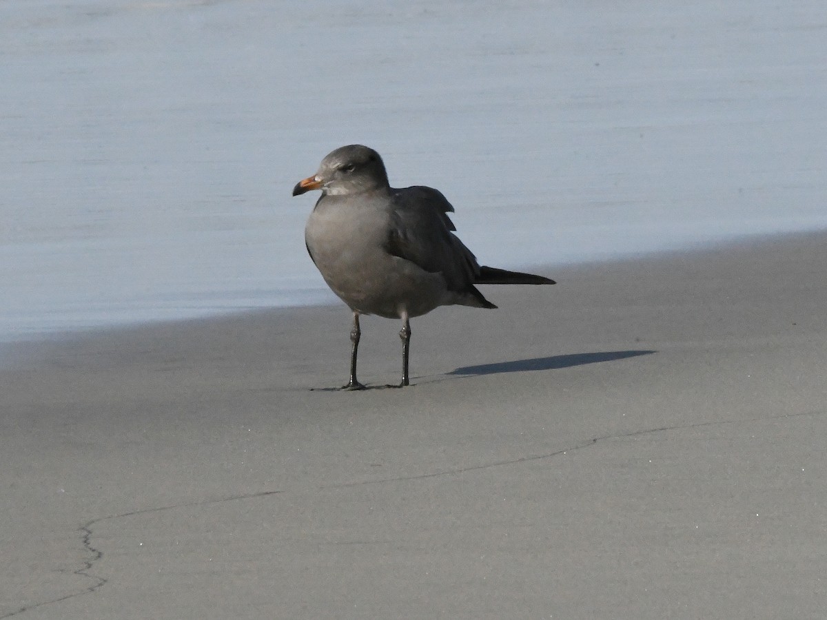 Heermann's Gull - ML642869634