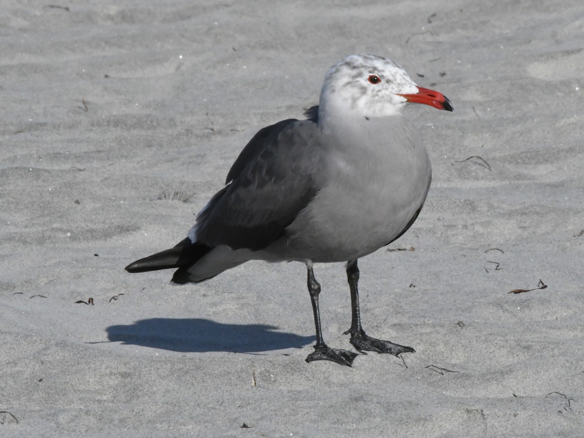 Heermann's Gull - ML642869635
