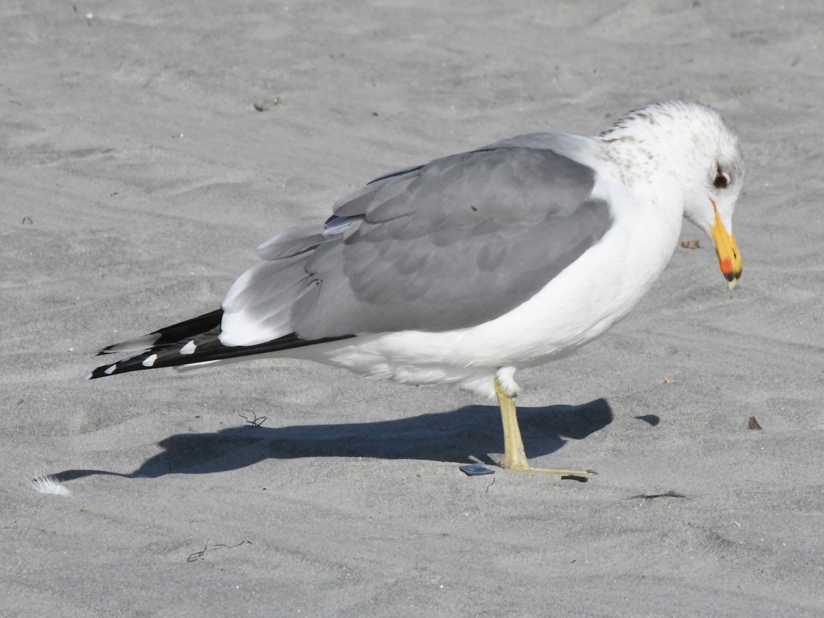 California Gull - ML642869636