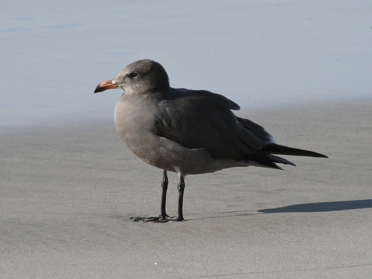 Heermann's Gull - ML642869637