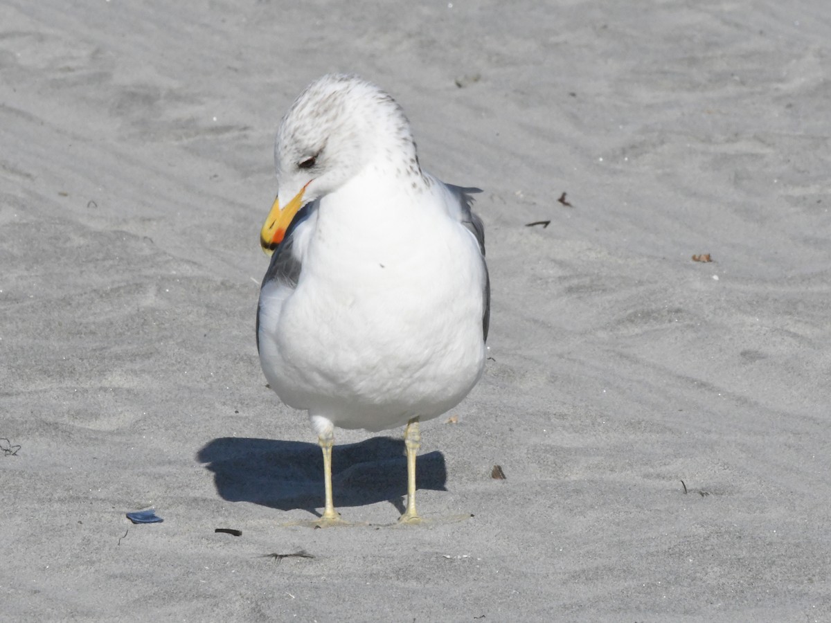 California Gull - ML642869638