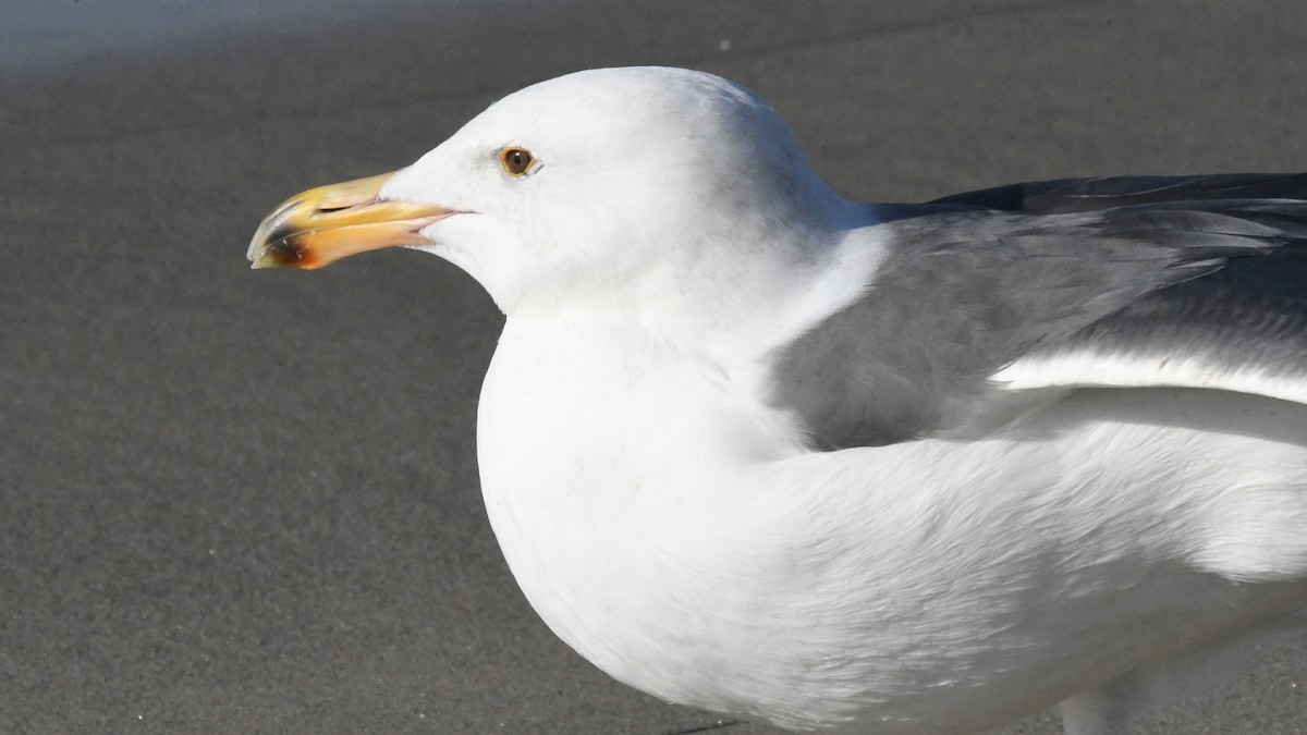 Western Gull - ML642869639