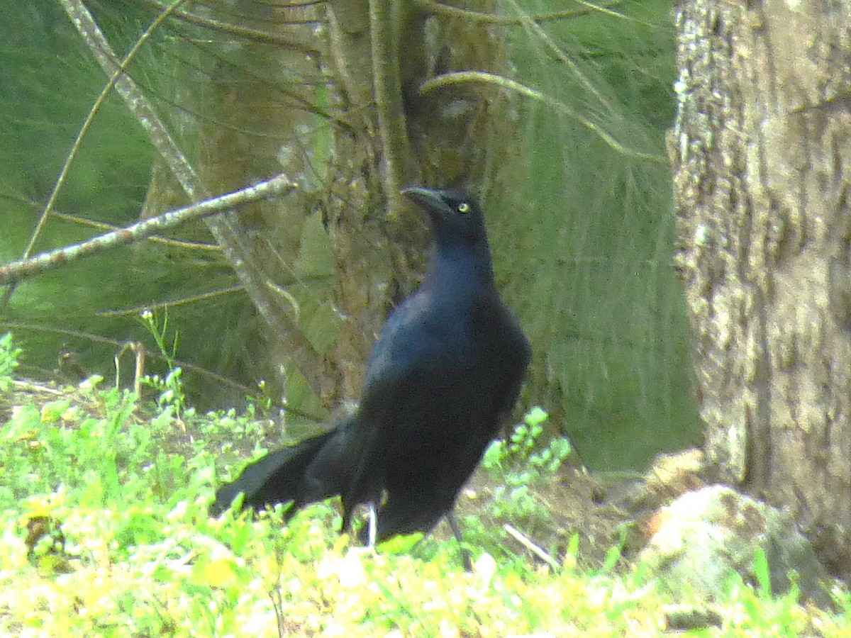 Great-tailed Grackle - ML642869642