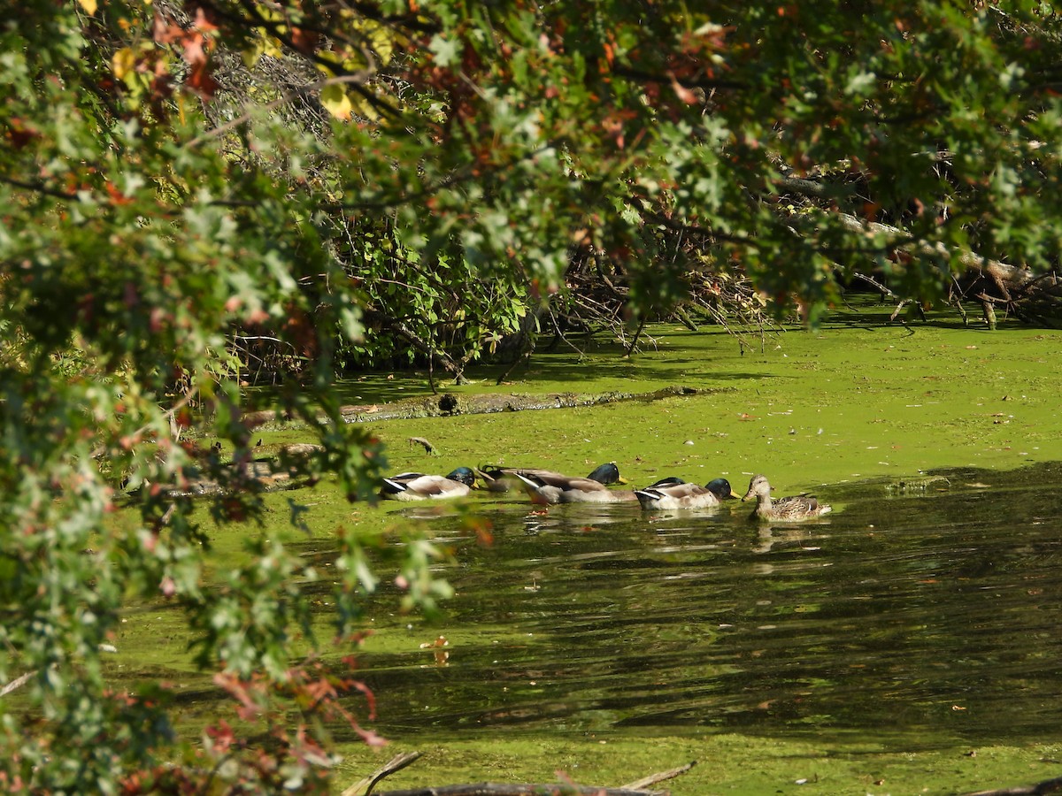 Mallard - ML642869648