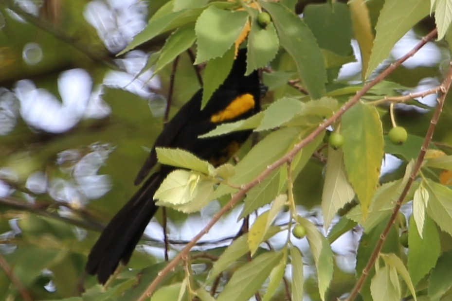 Black-cowled Oriole - ML642869649