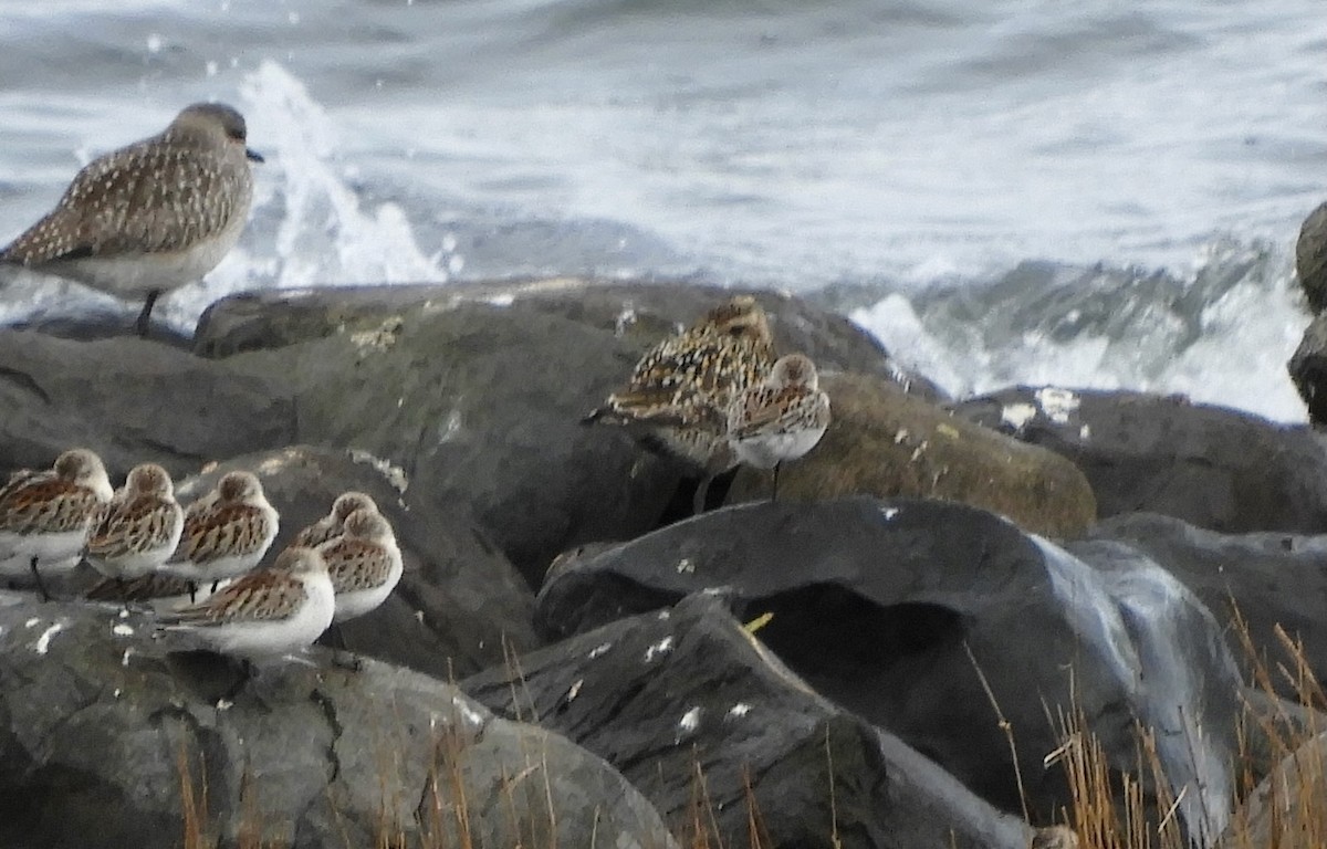 Pacific Golden-Plover - ML642869688