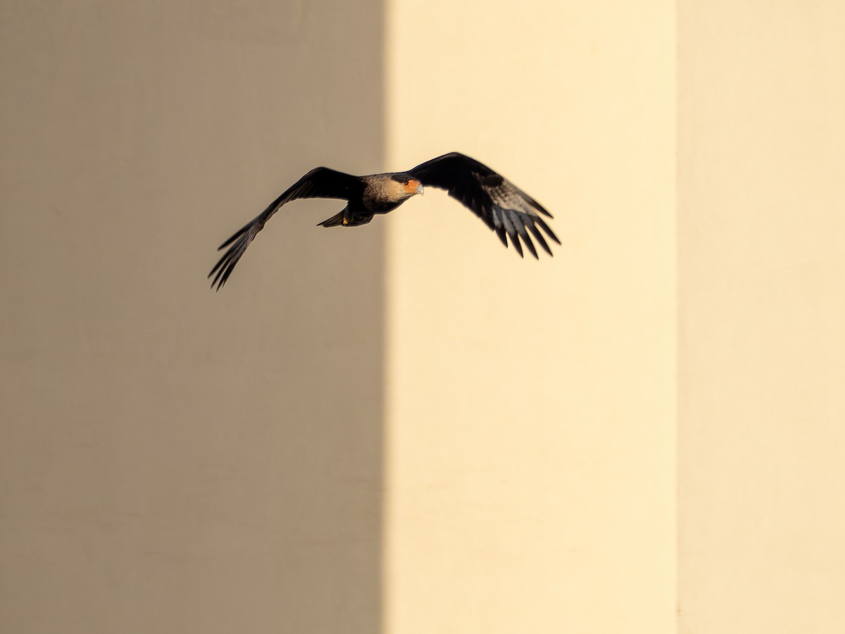 Crested Caracara - ML642869690