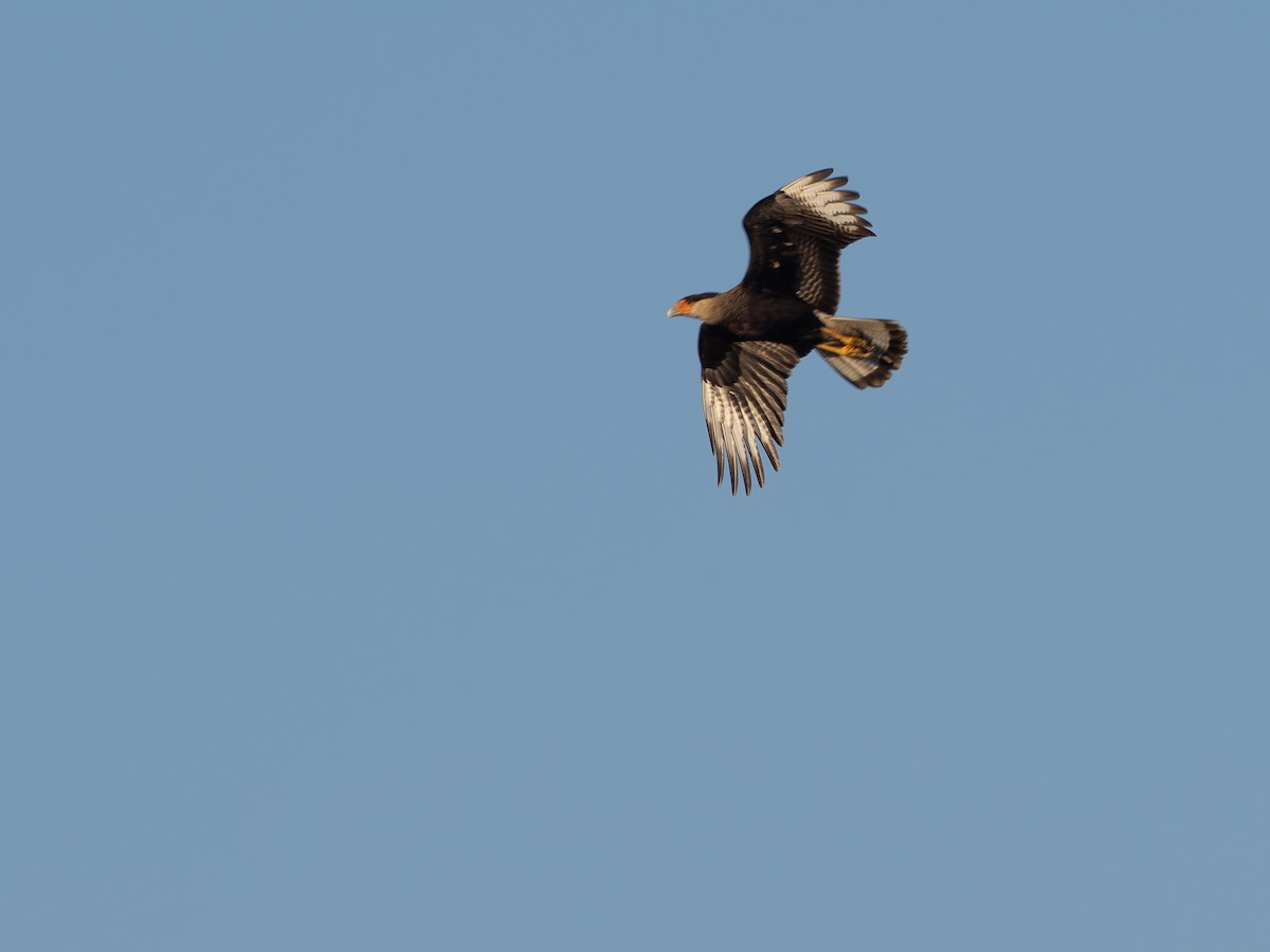Crested Caracara - ML642869691