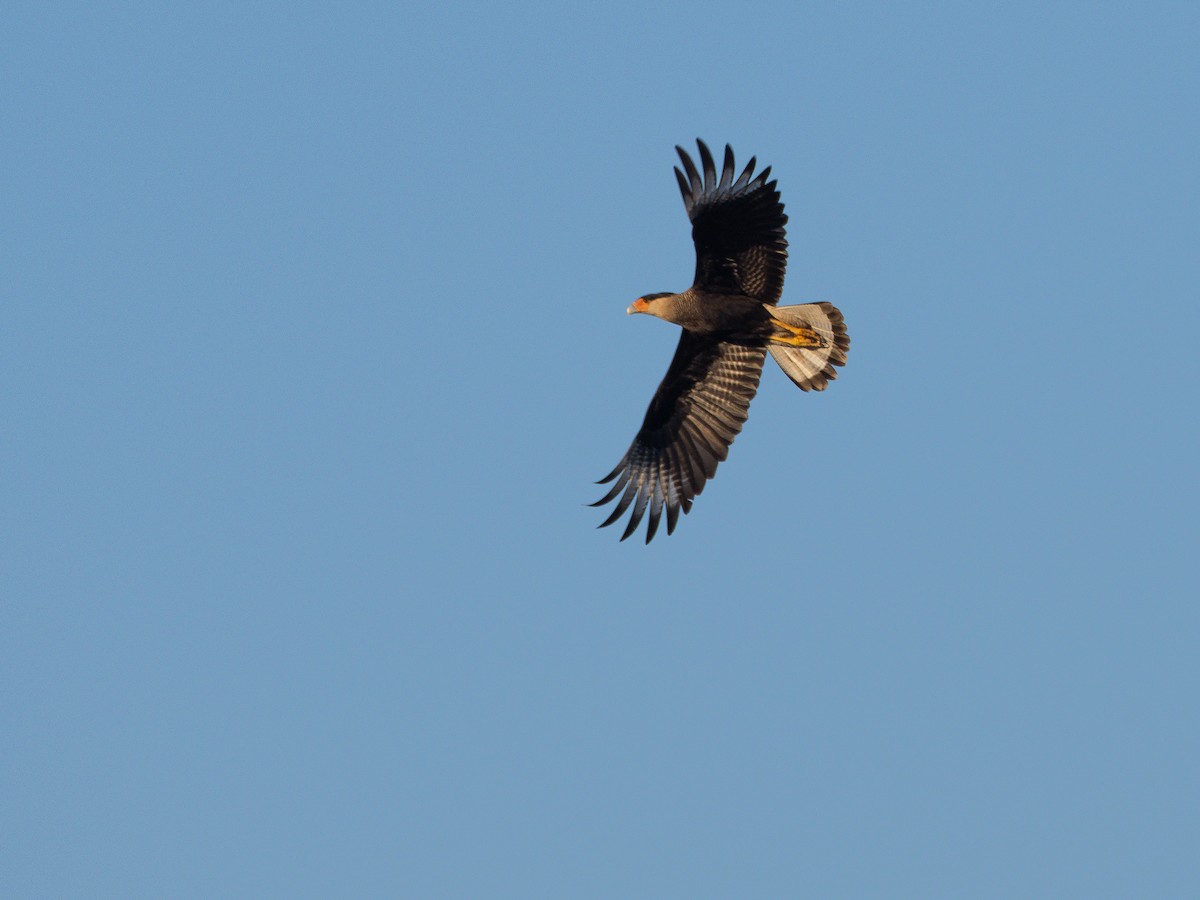 Crested Caracara - ML642869693