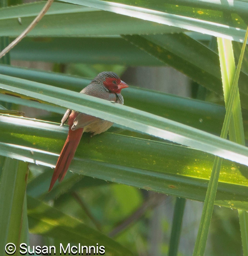 Crimson Finch - ML642869697