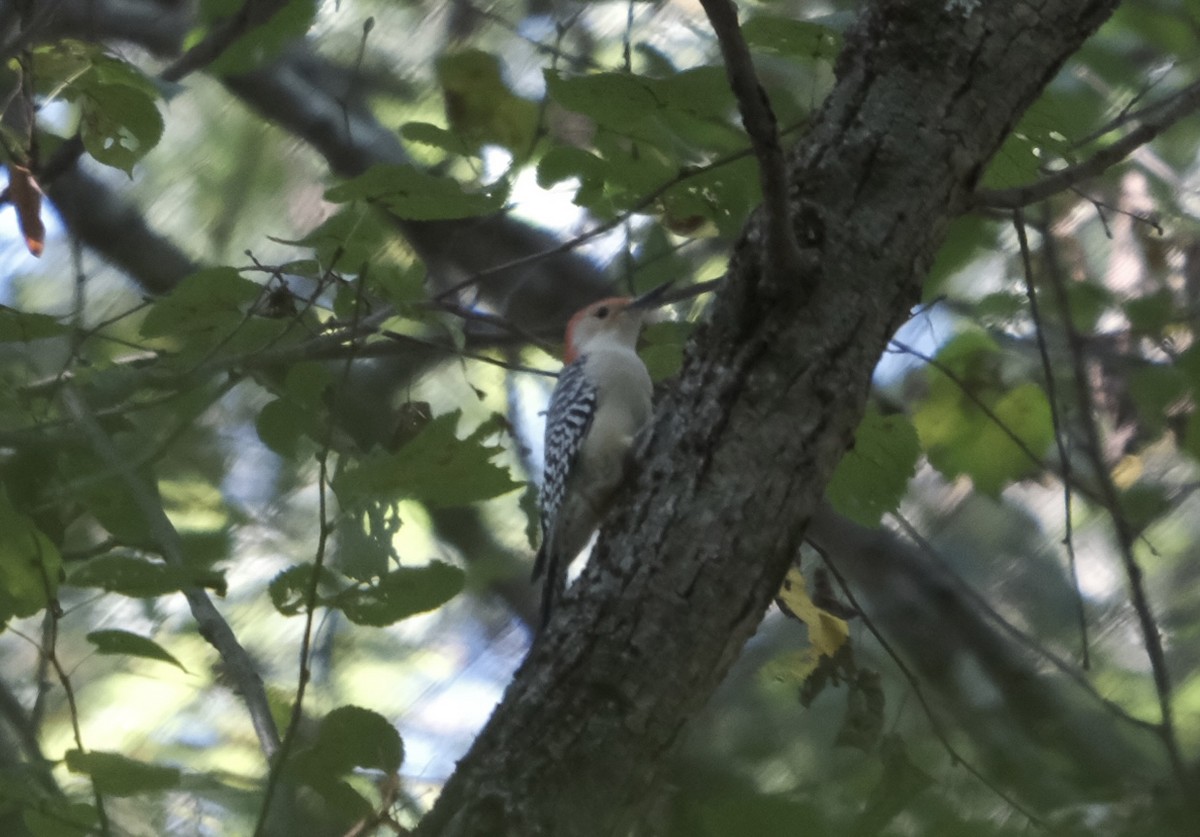 Red-bellied Woodpecker - ML642869700
