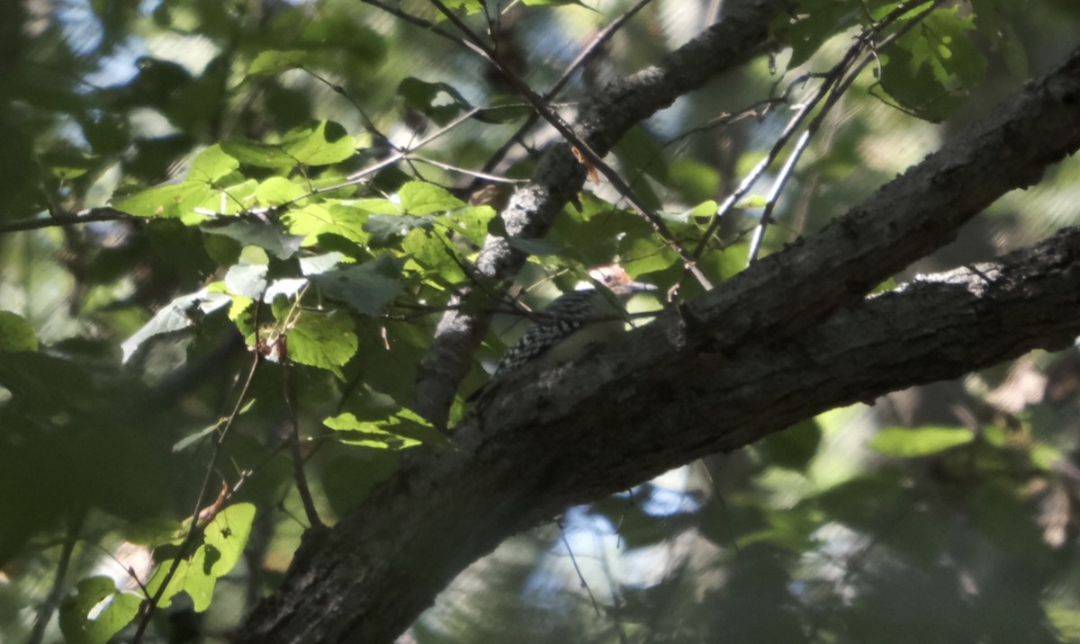 Red-bellied Woodpecker - ML642869701
