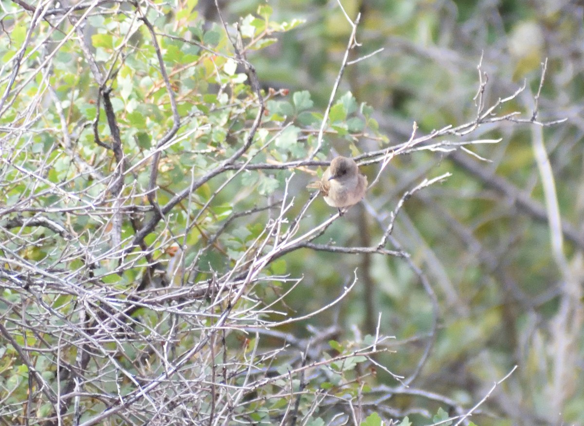 Western Wood-Pewee - ML642869703
