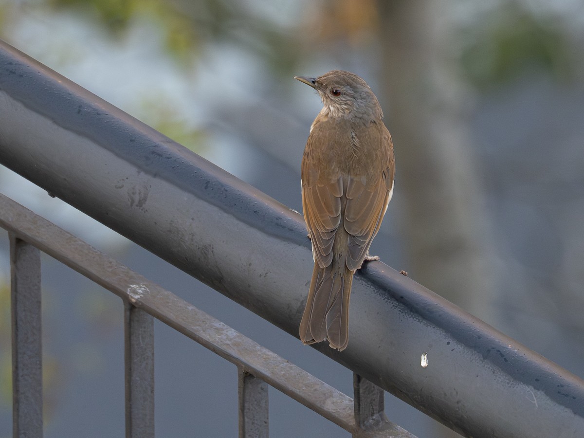 Pale-breasted Thrush - ML642869704
