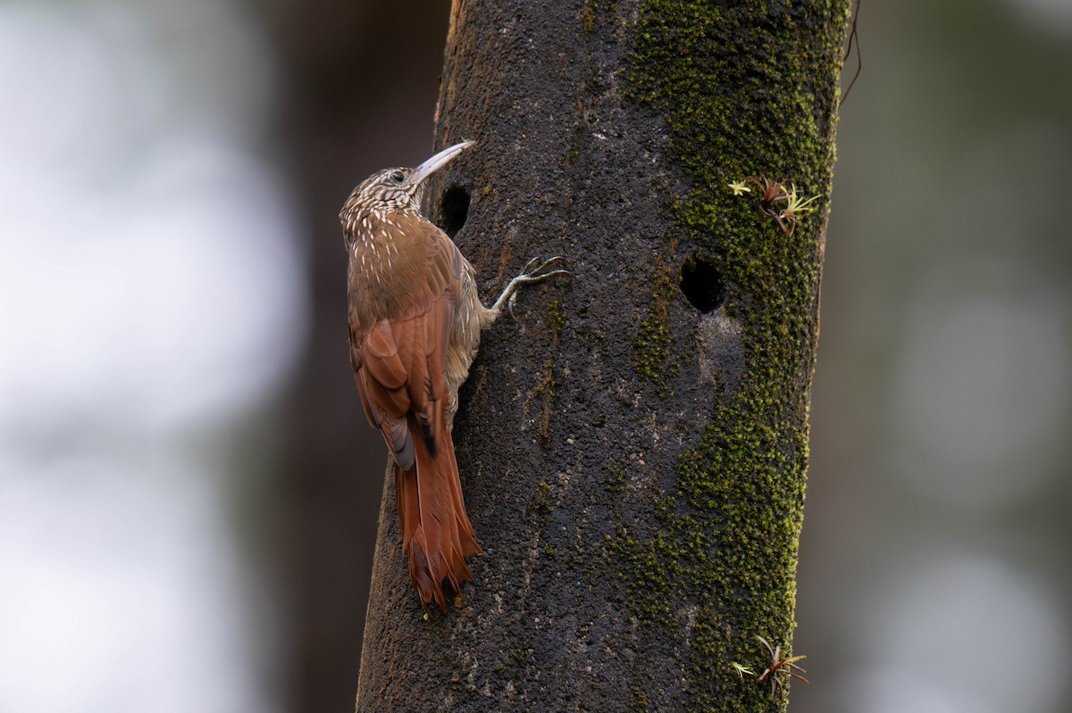 Streak-headed Woodcreeper - ML642869705