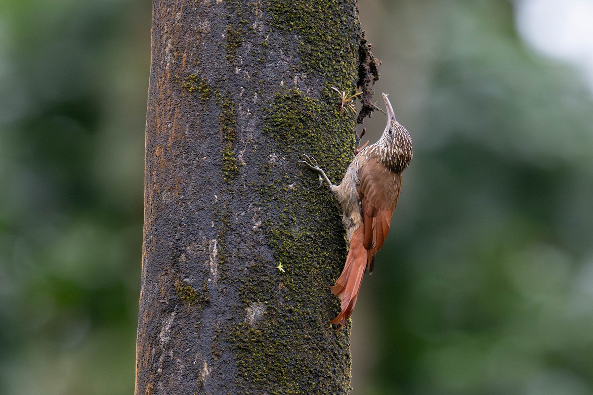 Streak-headed Woodcreeper - ML642869706