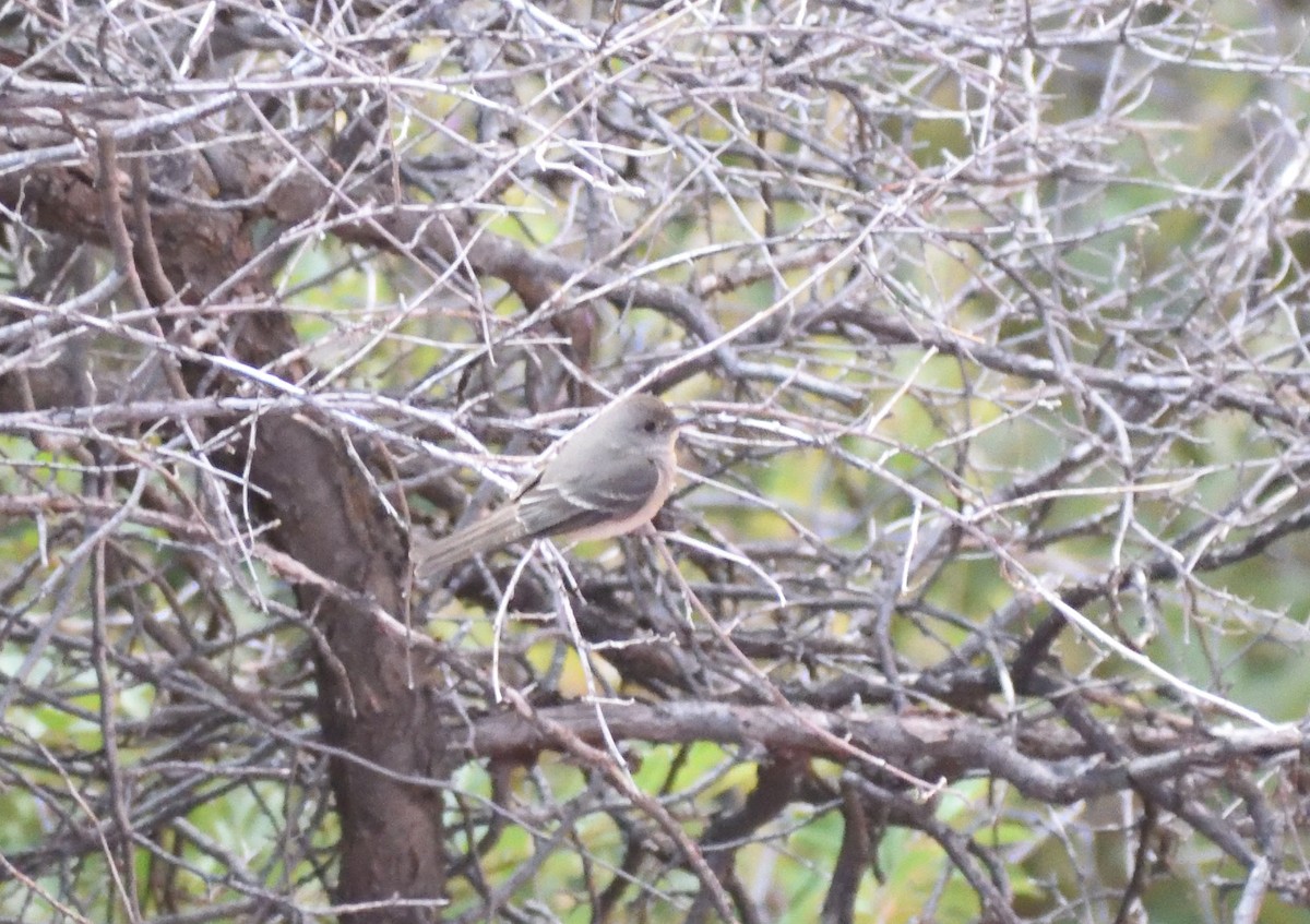 Western Wood-Pewee - ML642869709
