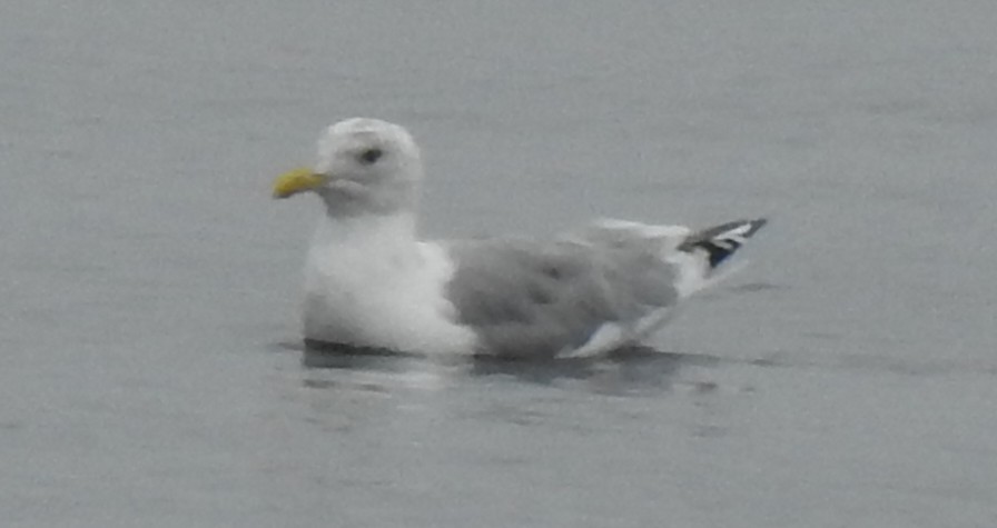 Möwe, unbestimmt - ML642869710