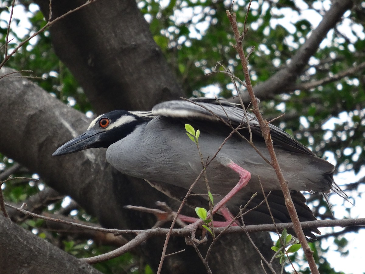 Yellow-crowned Night Heron - ML642869713