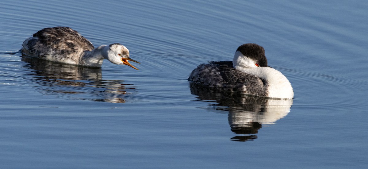 Clark's Grebe - ML642869716