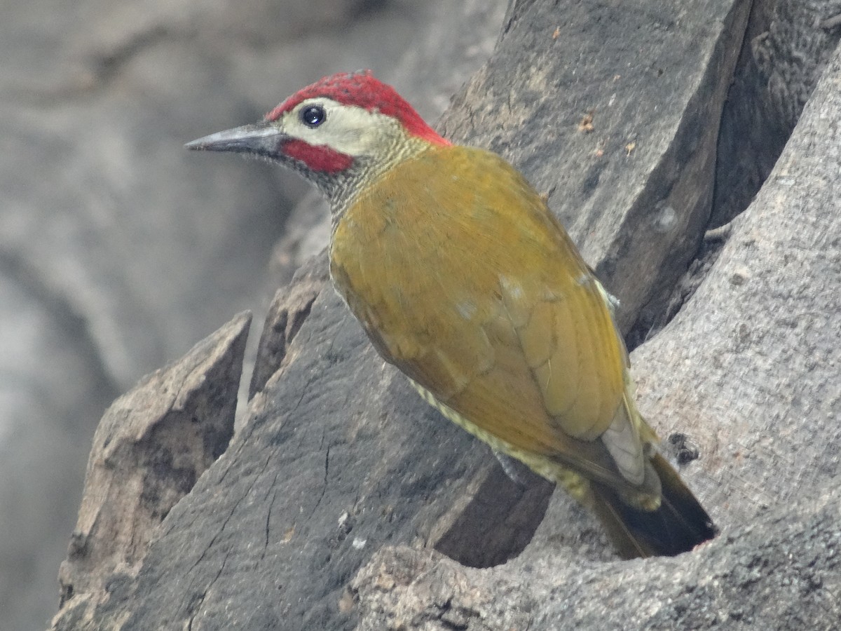 Golden-olive Woodpecker - ML642869719