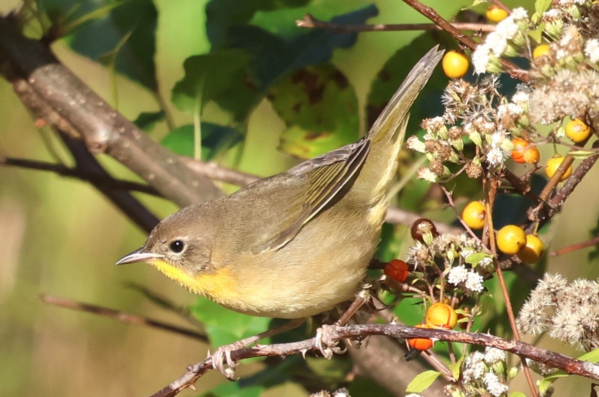 Common Yellowthroat - ML642869720