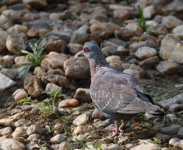 Speckled Pigeon - ML642869723