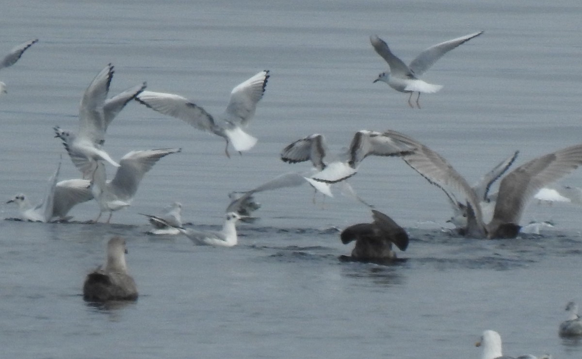 Bonaparte's Gull - ML642869724