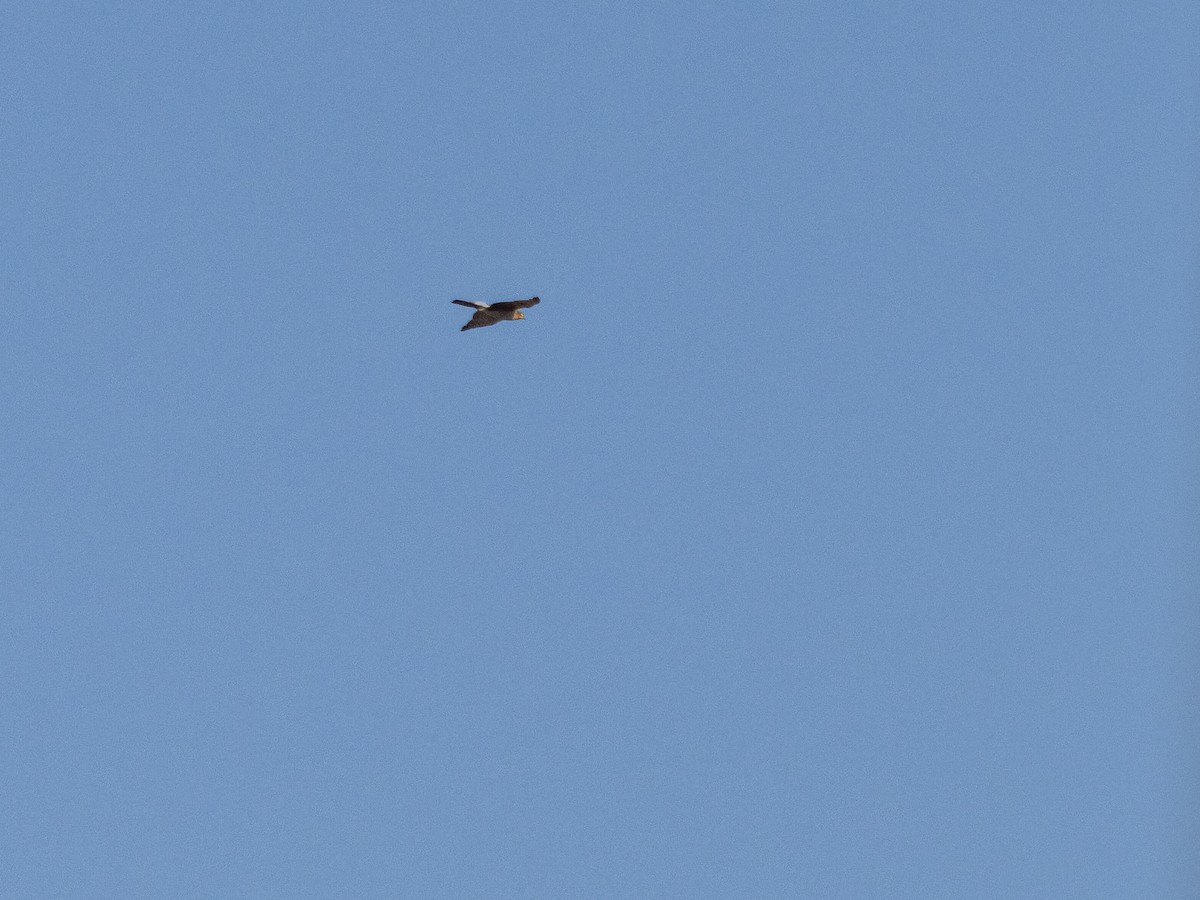 Sharp-shinned Hawk - ML642869725