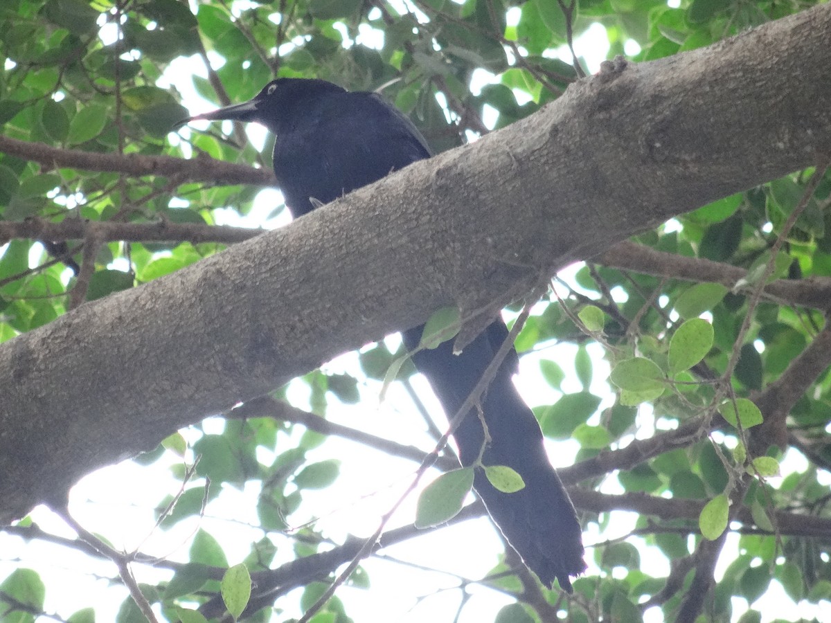 Great-tailed Grackle - ML642869728