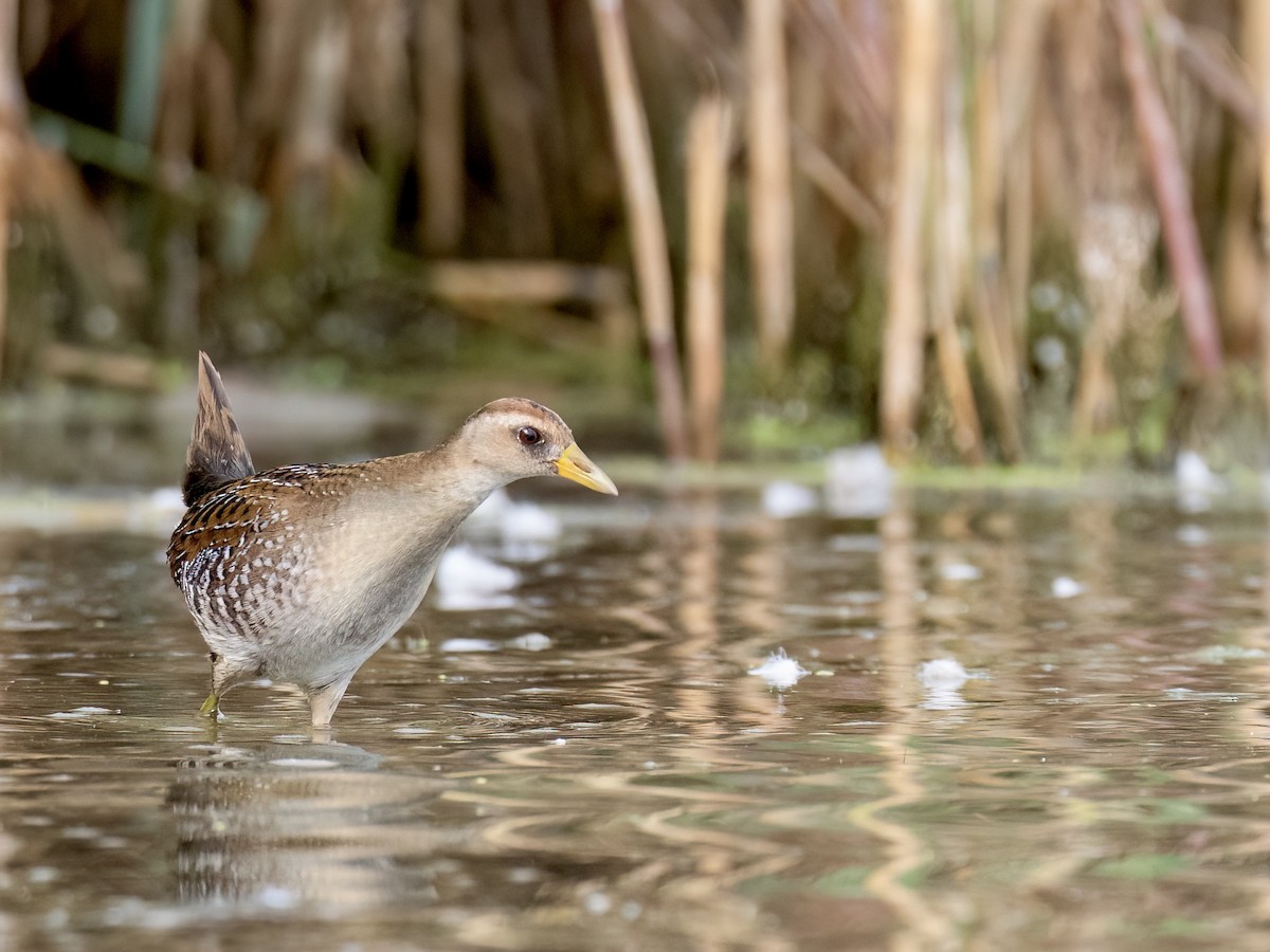 Carolinasumpfhuhn - ML642869732