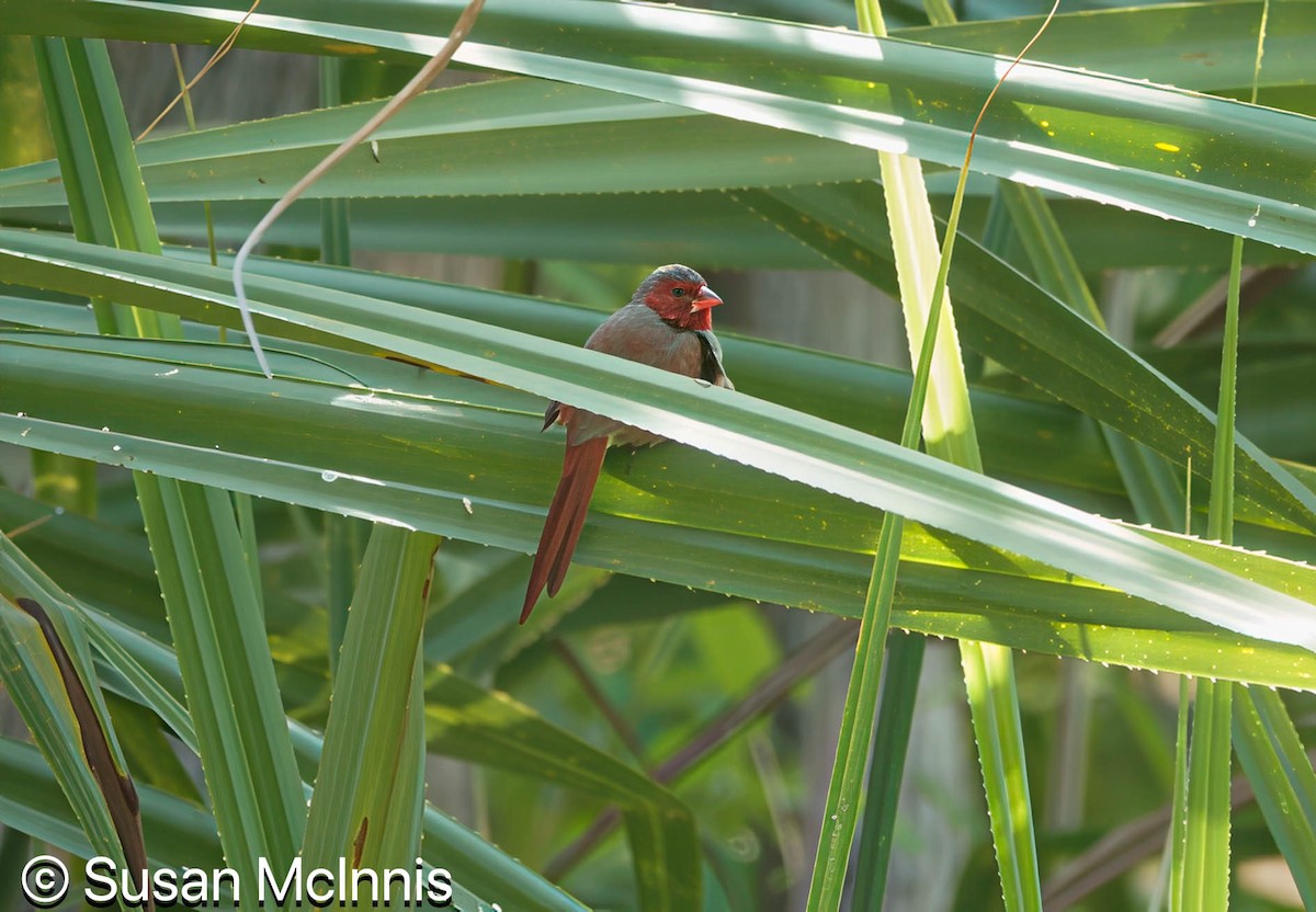 Crimson Finch - ML642869734