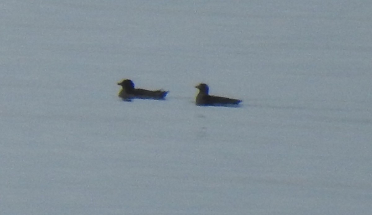 Rhinoceros Auklet - ML642869741