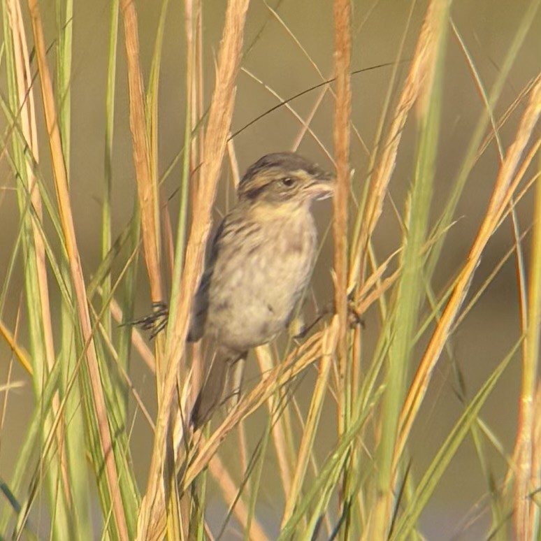 Seaside Sparrow - ML642869747
