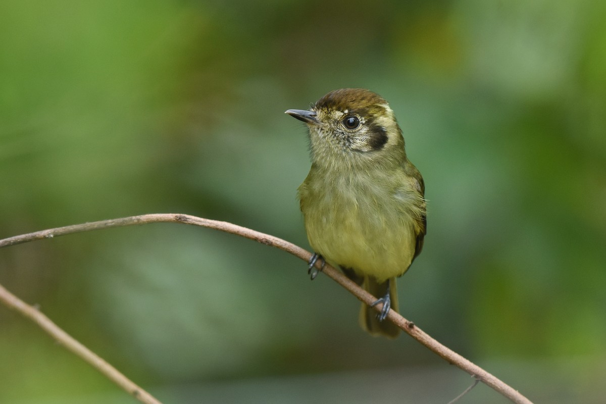 Sepia-capped Flycatcher - ML642869752