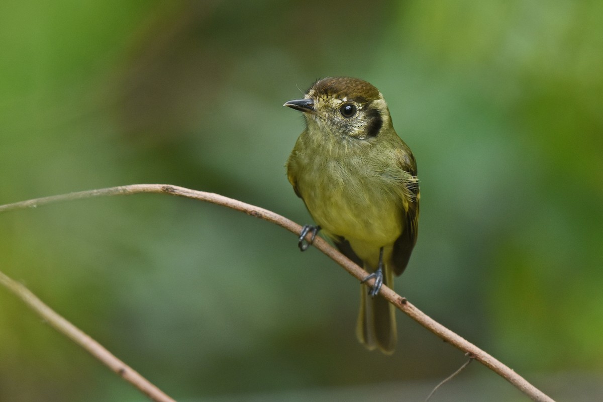 Sepia-capped Flycatcher - ML642869753