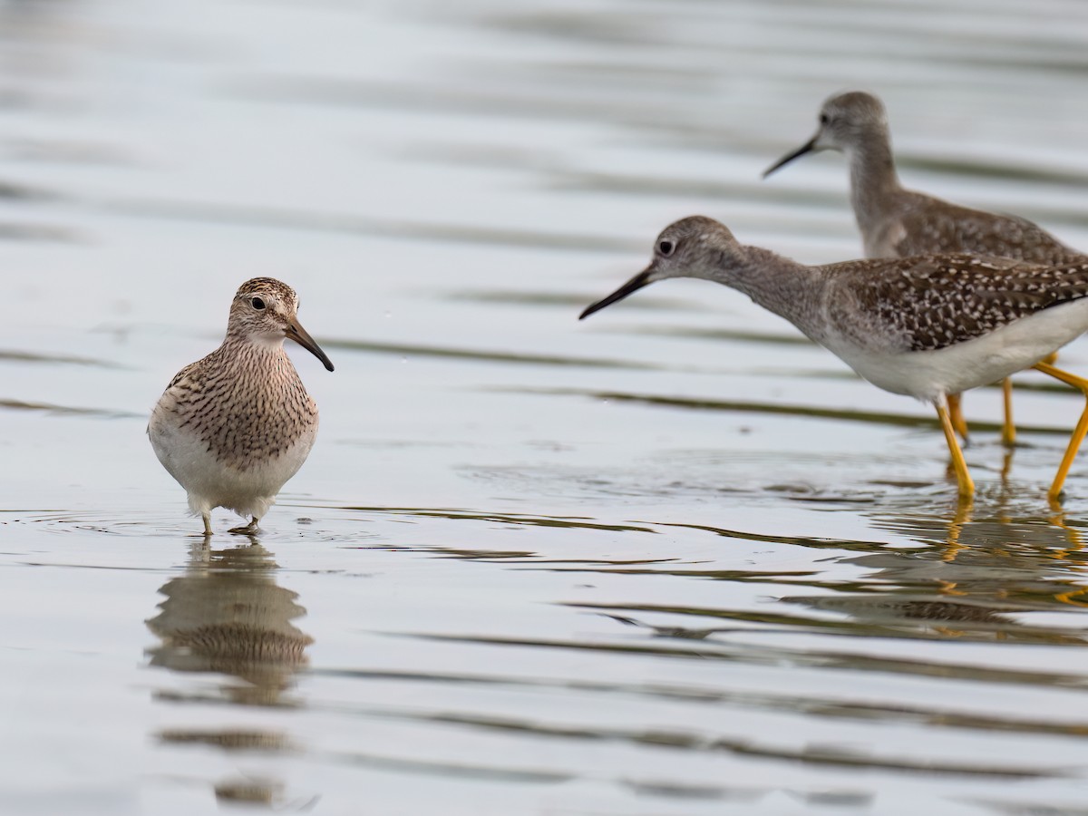 Graubrust-Strandläufer - ML642869754