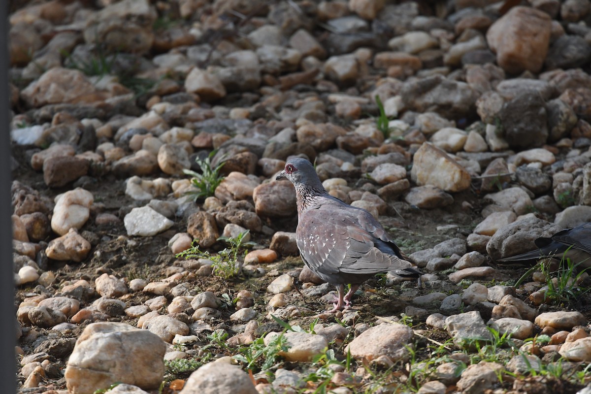 Speckled Pigeon - ML642869759