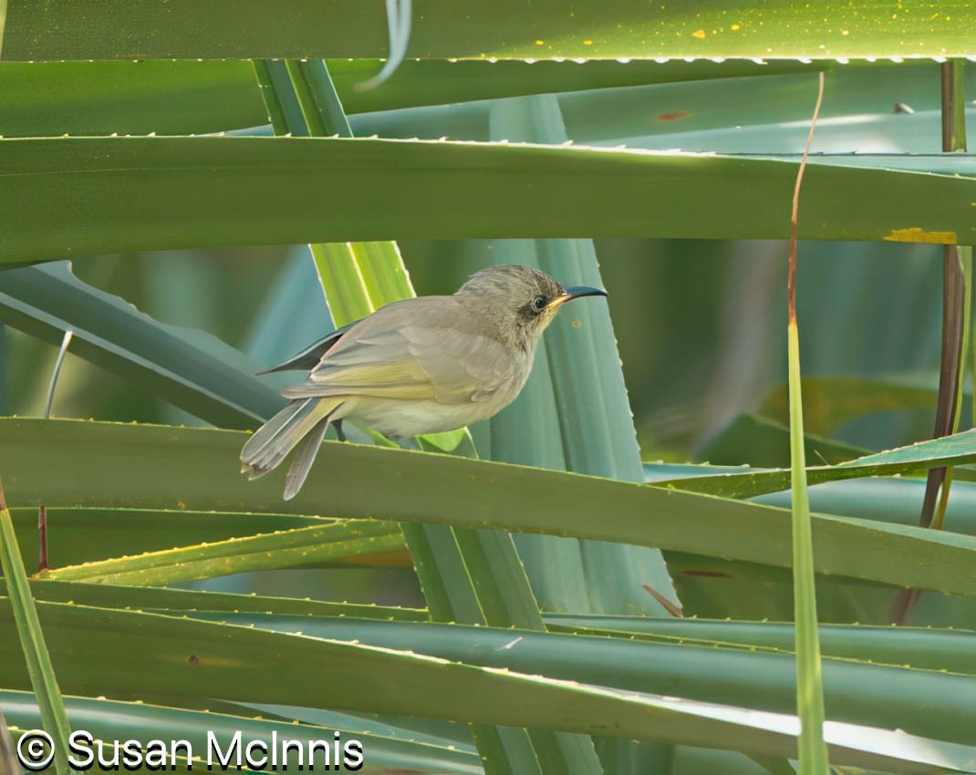 Brown Honeyeater - ML642869766