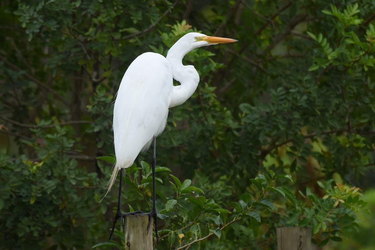 Great Egret - ML642869770